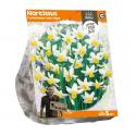 Baltus Narcissus Cyclamineus Jack Snipe bloembollen per 5 stuks